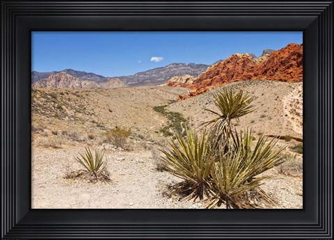 Framed Cactus, Red Rock Canyon National Conservation Area,  Las Vegas, Nevada Print