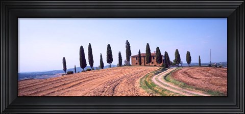 Framed Trees on a Hill, Tuscany, Italy Print