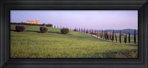 Framed Tree Line, Tuscany, Italy Print