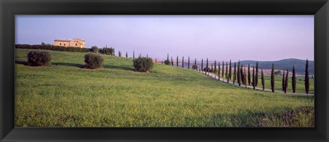 Framed Tree Line, Tuscany, Italy Print