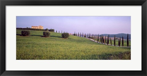 Framed Tree Line, Tuscany, Italy Print