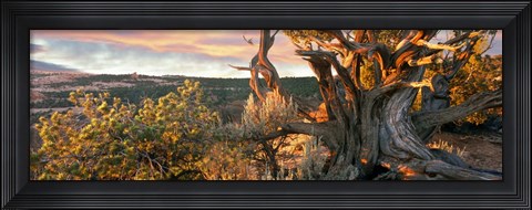 Framed Sunrise Sets a Juniper Aglow, Navajo National Monument, Arizona Print