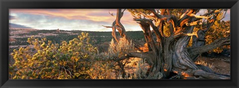 Framed Sunrise Sets a Juniper Aglow, Navajo National Monument, Arizona Print