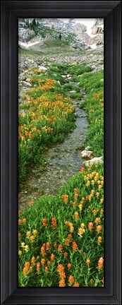 Framed Indian Paintbrush Wildflowers, Grand Teton National Park, Wyoming Print