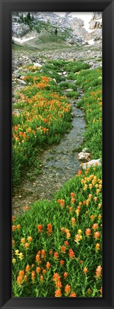 Framed Indian Paintbrush Wildflowers, Grand Teton National Park, Wyoming Print