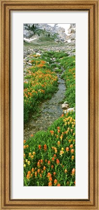 Framed Indian Paintbrush Wildflowers, Grand Teton National Park, Wyoming Print