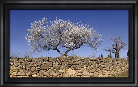 Framed Almond Blossom, Vinaros, Spain Print