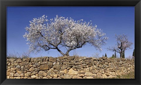 Framed Almond Blossom, Vinaros, Spain Print