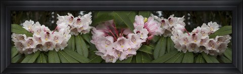Framed Close-Up of Rhododendron Flowers Print