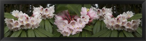 Framed Close-Up of Rhododendron Flowers Print