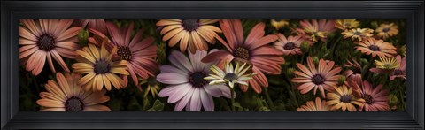 Framed Multi-Colored Daisy Flowers Print