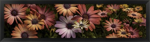 Framed Multi-Colored Daisy Flowers Print