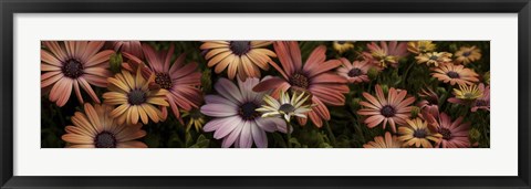 Framed Multi-Colored Daisy Flowers Print