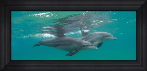 Framed Two Bottle-Nosed Dolphins Swimming in Sea, Sodwana Bay, South Africa Print