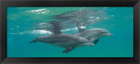 Framed Two Bottle-Nosed Dolphins Swimming in Sea, Sodwana Bay, South Africa Print