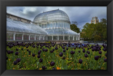 Framed Palm House in the Botanic Gardens, Northern Ireland Print