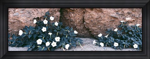 Framed Darura Blooms in Box Canyon, Mecca, California Print