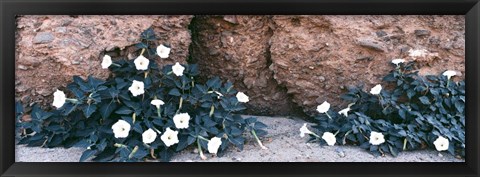 Framed Darura Blooms in Box Canyon, Mecca, California Print