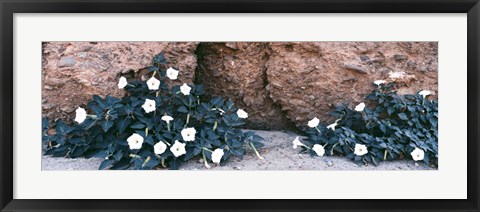 Framed Darura Blooms in Box Canyon, Mecca, California Print