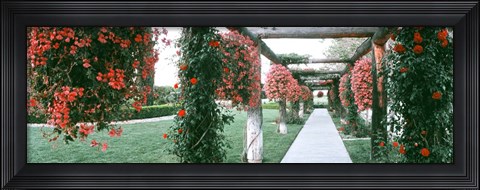 Framed Geranium and Rose Vines Along a Walkway, California Print