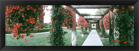 Framed Geranium and Rose Vines Along a Walkway, California Print