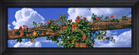 Framed Arbor and Spreading Rose, California Print