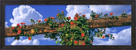 Framed Arbor and Spreading Rose, California Print