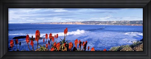 Framed Red Hot Poker, San Diego, California Print