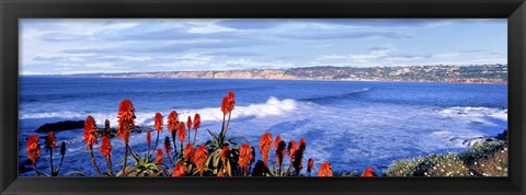 Framed Red Hot Poker, San Diego, California Print