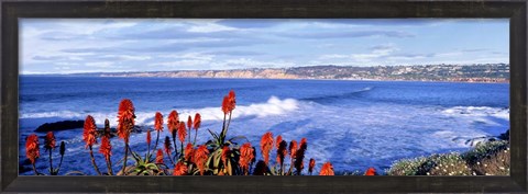 Framed Red Hot Poker, San Diego, California Print