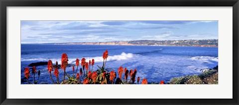 Framed Red Hot Poker, San Diego, California Print