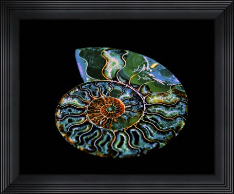 Framed Nautilus I Print