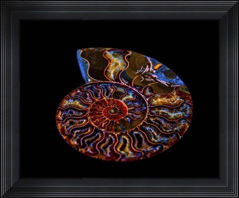 Framed Nautilus II Print