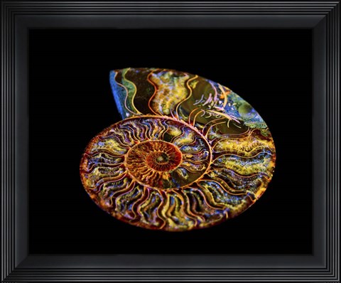 Framed Nautilus III Print