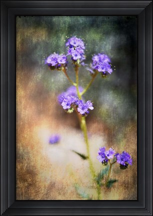Framed Desert Flower 2 Print