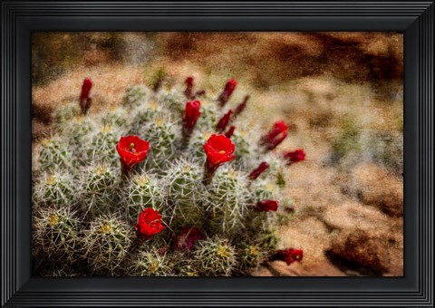 Framed Desert Flower 3 Print