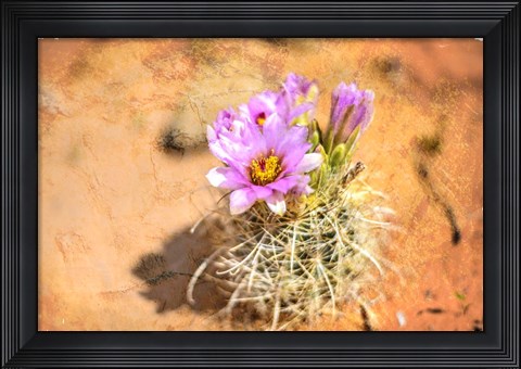 Framed Desert Flower 4 Print