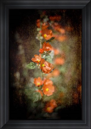 Framed Desert Flower 5 Print