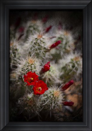 Framed Desert Flower 6 Print