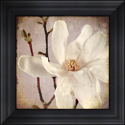 Framed Paper Magnolia Closeup Print