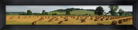 Framed Corn shocks, Amish Country, Ohio Print