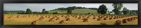 Framed Corn shocks, Amish Country, Ohio Print