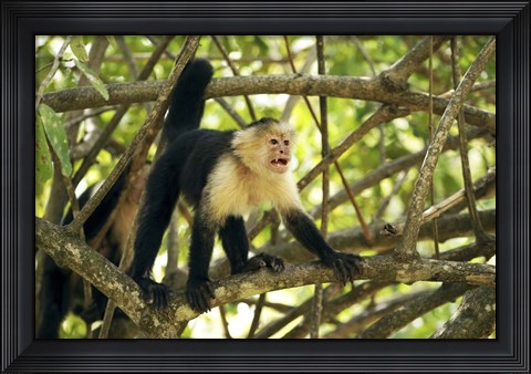Framed White-faced Capuchin Monkey, Costa Rica Print