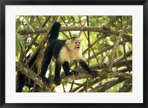 Framed White-faced Capuchin Monkey, Costa Rica Print