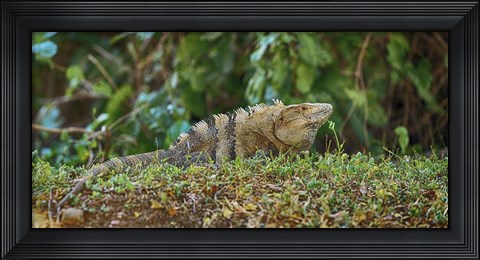 Framed Iguana, Costa Rica Print