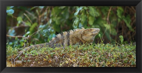 Framed Iguana, Costa Rica Print