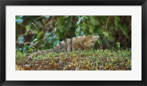 Framed Iguana, Costa Rica Print