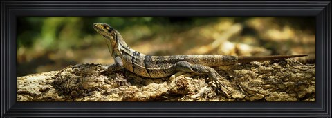 Framed Iguana on Log, Costa Rica Print