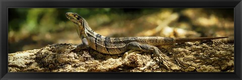 Framed Iguana on Log, Costa Rica Print