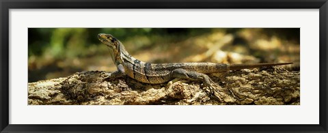 Framed Iguana on Log, Costa Rica Print